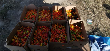 20-25lb boxes. Sold Out